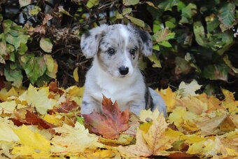 Welsh corgi cardigan s PP - 9