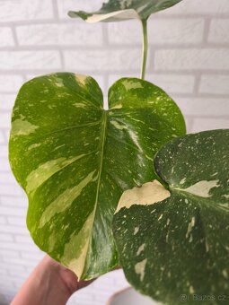 Monstera Deliciosa Thai - 9