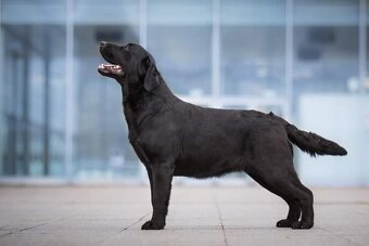 Štěňata - podzim 2025 - labradorský retriever s PP - 9