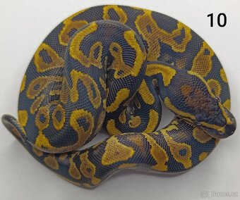 Krajta královská/ Python regius - 9