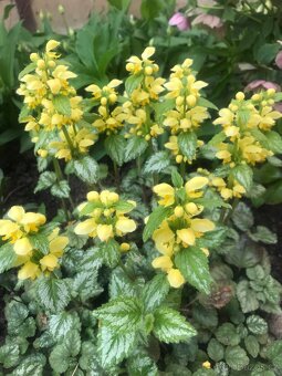 Trvalky a víceletky-LEN OSOBNÝ ODBER BRNO - 9