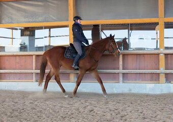 Letos čtyřletý sympatický valach - 9