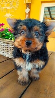 Yorkshire Terrier Black and tan, Biewer, Biro s PP - 9