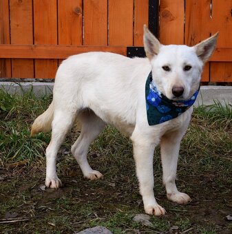 NAIMA K ADOPCI - 1 ROK, NĚŽNÁ, MILÁ, VHODNÁ K DĚTEM - 9