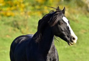 Připouštění Welsh cob - D - 9