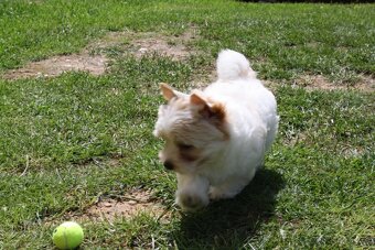 Yorkshire Terrier Golddust – štěňátka k odběru ihned - 9