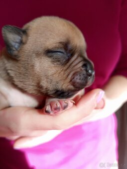 American bully pocket s PP - 9