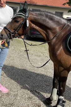 Sportovní pony - 9