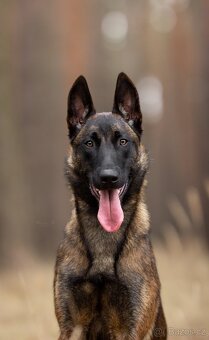 Belgický ovčák malinois - 9