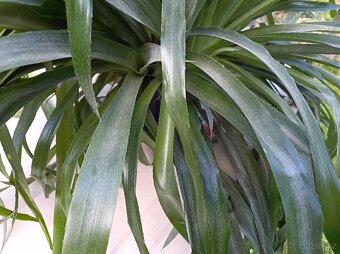 Billbergia nutans - bilbergie, čínský oves. Kvete od září do - 9