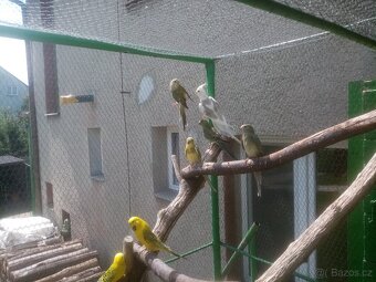 Papoušek zpěvavý, letošní mladé - 9