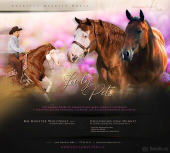 Roční American Quarter Horse black klisna, vnučka Gunnera - 9