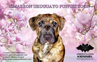 Uruguayský Cimarron - štěňátko s PP - 9