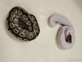 Krajta královská - 9