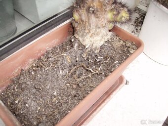 KONICA MINOLTA DiMAGE E500 - 9