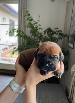 Štěňátka Tosa Inu s PP - 9