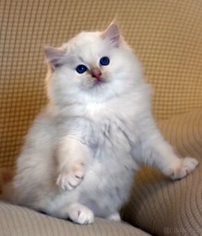 RAGDOLL koťátka: - 9