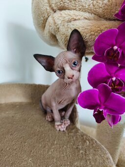 Sphynx koťátka - 9