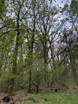 Prodám lesní pozemky v k.ú. Přeštěnice - 9