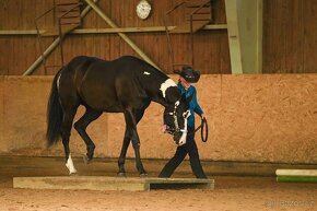 Připouštění APH Black Overo hřebcem - 9