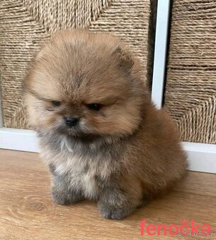 Pomeranian mini - 9