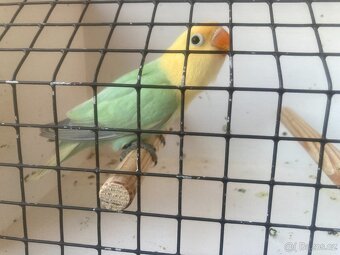 agapornis fischeri - 9