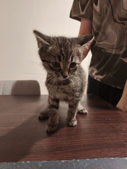 OPĚT VOLNÝ - DARUJI KOTĚ / KOCOUR - 9