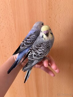 Prodám mladé andulky po vylétnutí z budky - 9