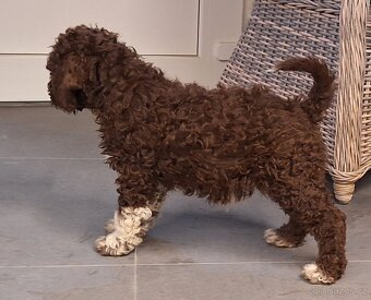 Lagotto romagnolo s PP (italský vodní pes) - 9