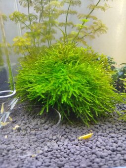 🌿 Krevetárium 30l 🌿 - 9