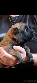Belgický ovčák malinois s PP - 9