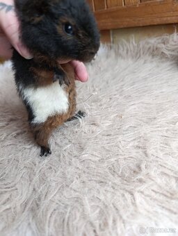 Morče  US Teddy / morčata / morčátko - 9